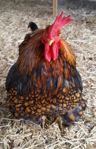 Kip op boerderij Weede